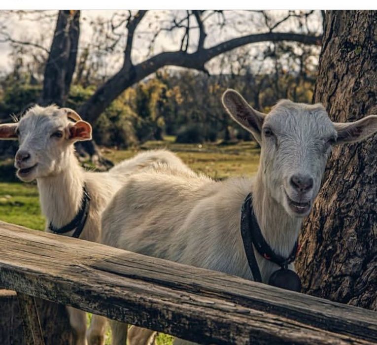 Республиканская козья ферма