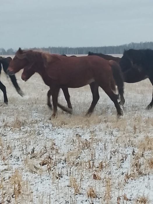 Продам кобыла цена 550000