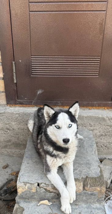 Продаётся собака хаски