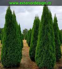 Tuia smarald, thuja smaralgd, columnaris, barband, inaltime de 1m-4m