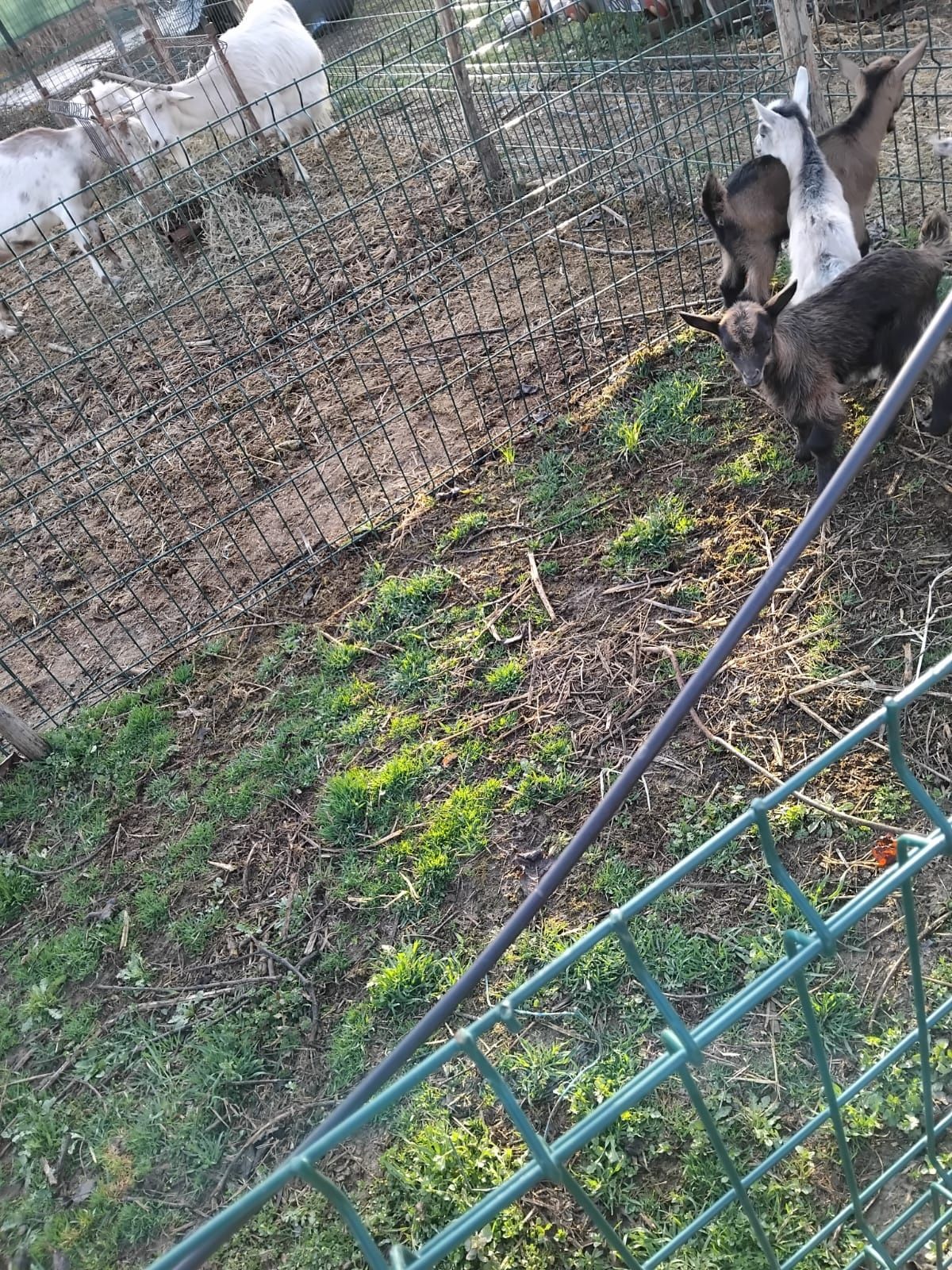 IEZI DIN RASA ALPIN SI SANEEN  de vânzare recomandabil pentru MONTA.