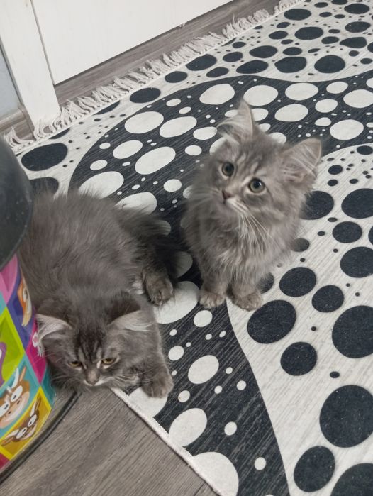Сибирски  котета (сребърно