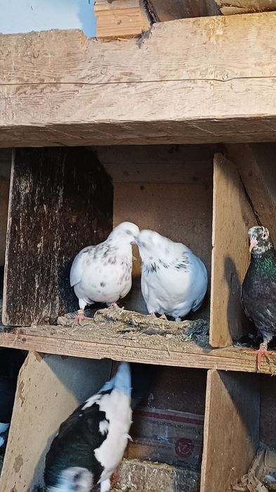 30 броя гълъби.  .