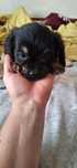 Donez catelusii mâna bichon