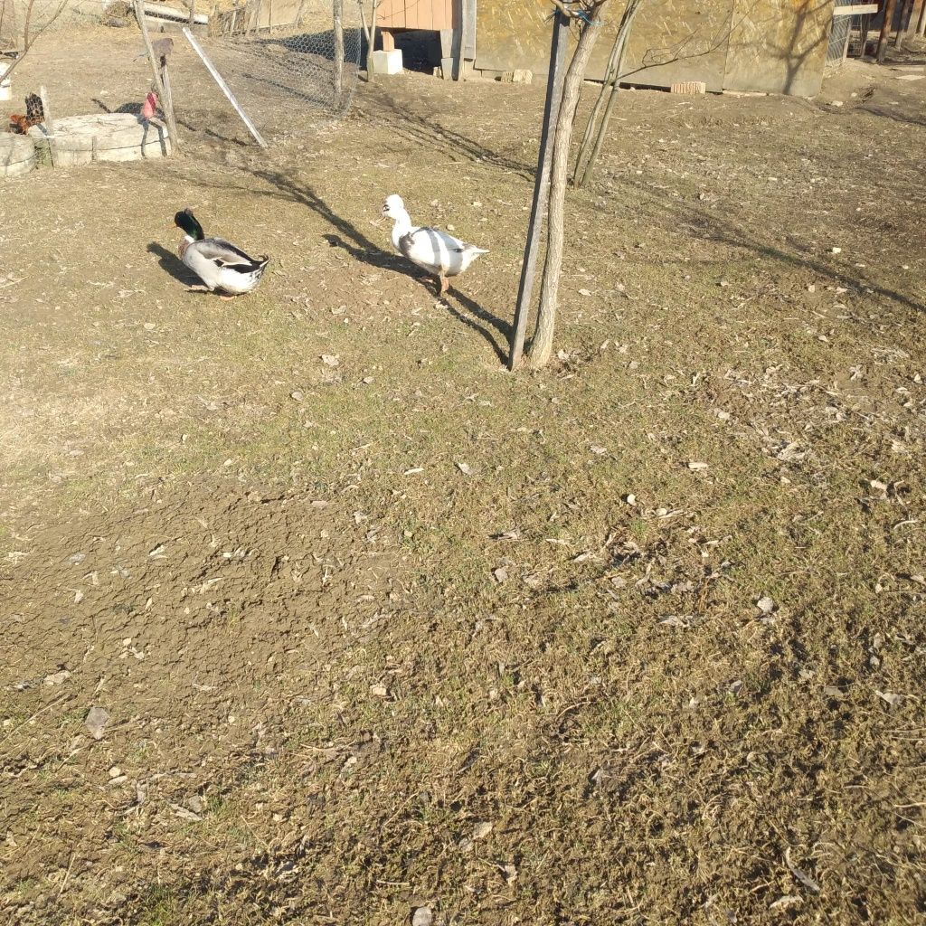 Vînd familie rațe moțate