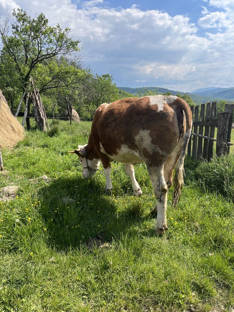 Vand jurinca baltata romaneasca