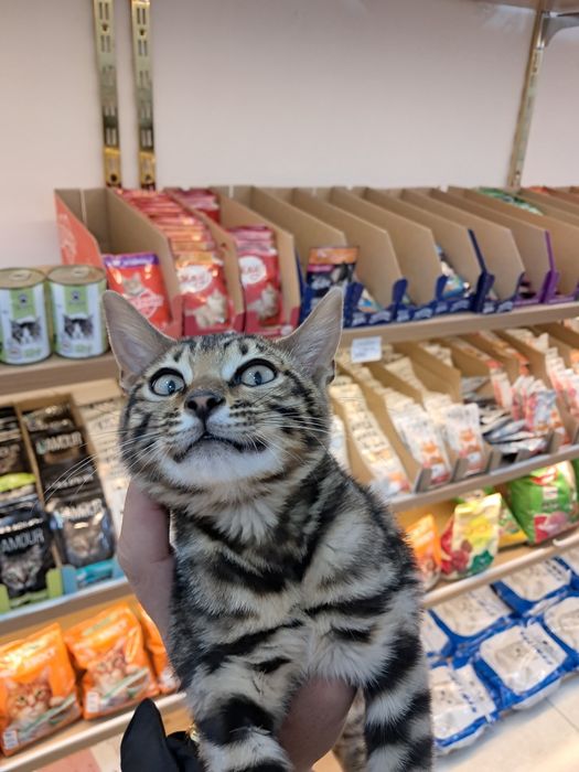 Кошка порода бенгал чистокровная