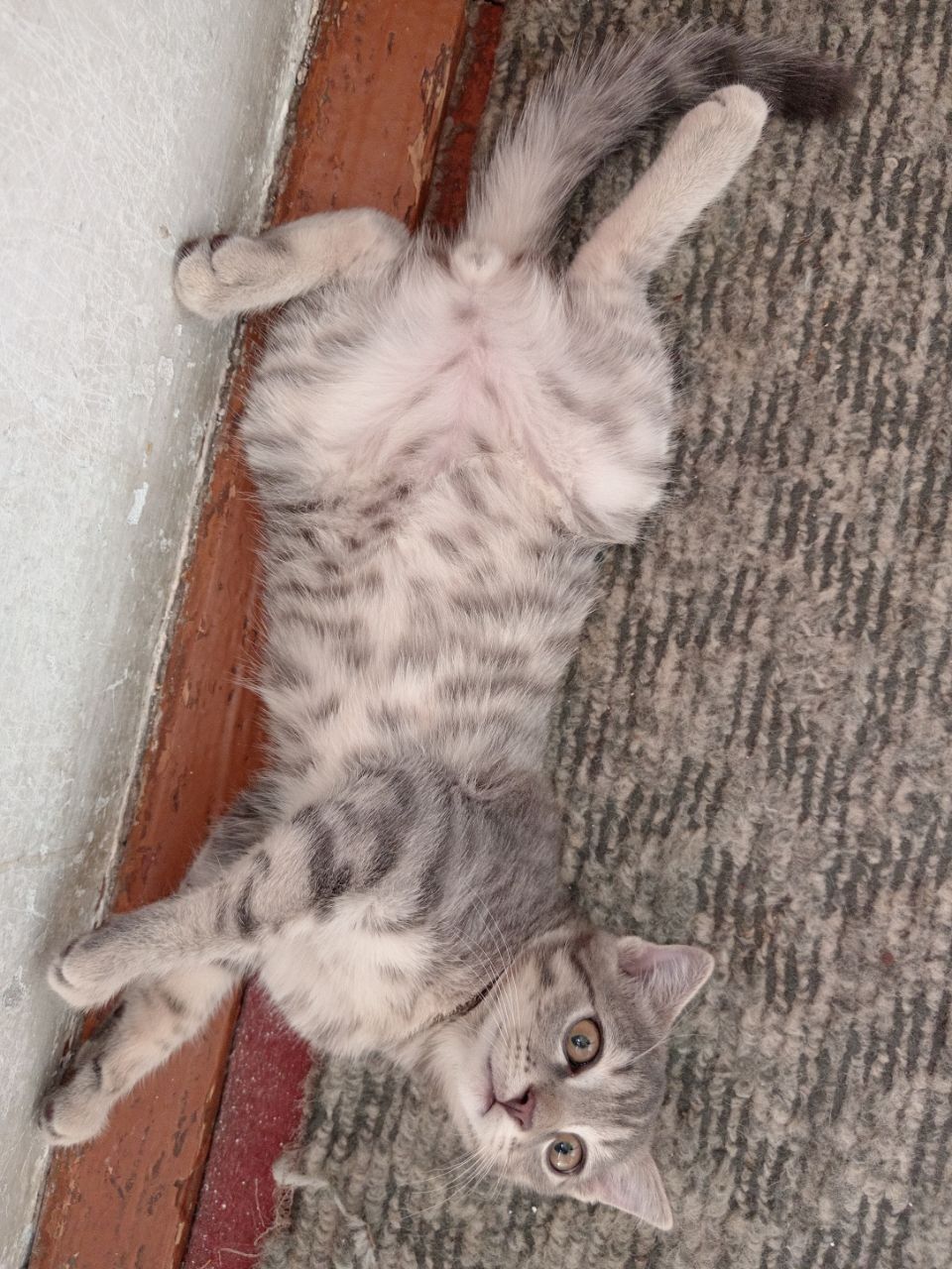 Котёнок мальчик домашний