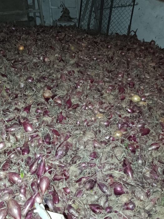 Ceapa rosie de apa lunguiata de vanzare