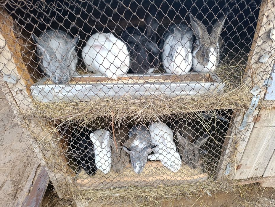 Продам кроликов.