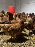 puicute ouatoare Lohmann Brown