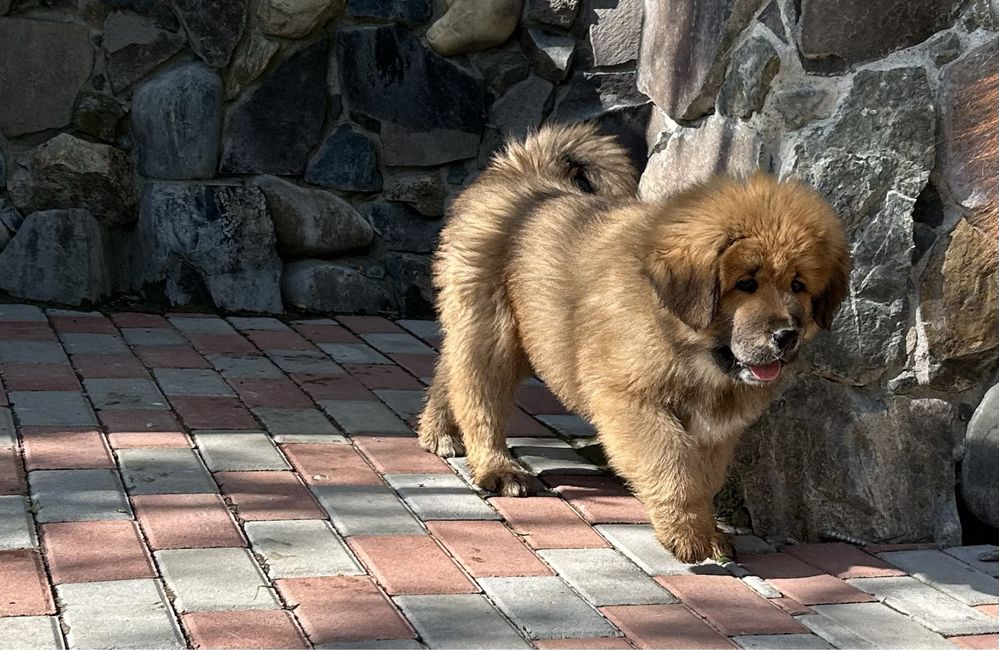 Mascul Mastiff Tibetan Coama Leu - 2 luni