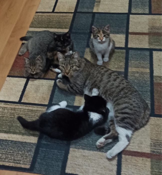 Отдам котят в хорошие руки