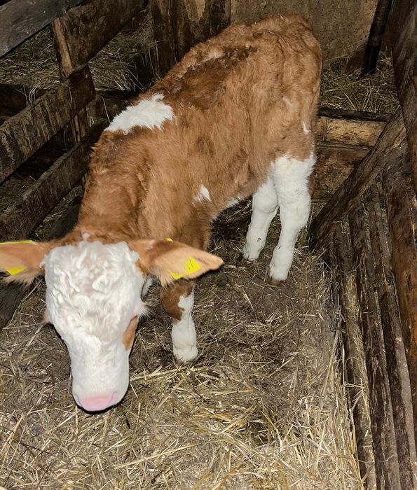 Vând vițel bălțat românesc