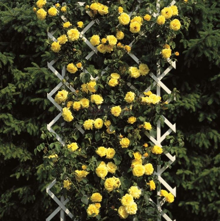 Trandafiri urcatori 200 cm