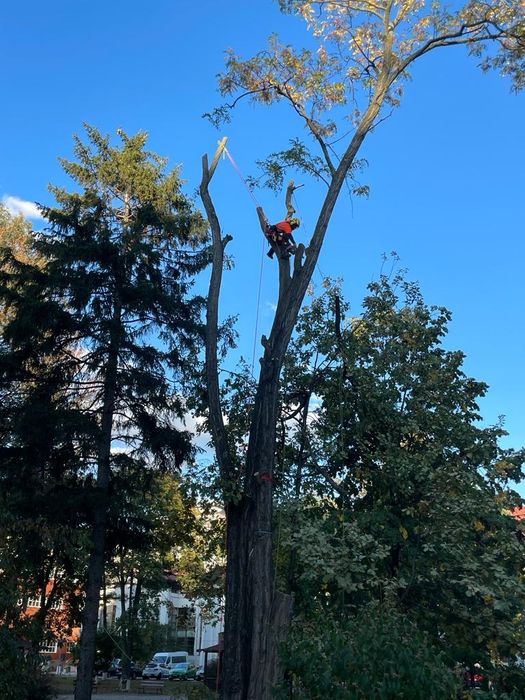 Taiat/toaletari copaci/arbori.alpinism, arborist utilitar.