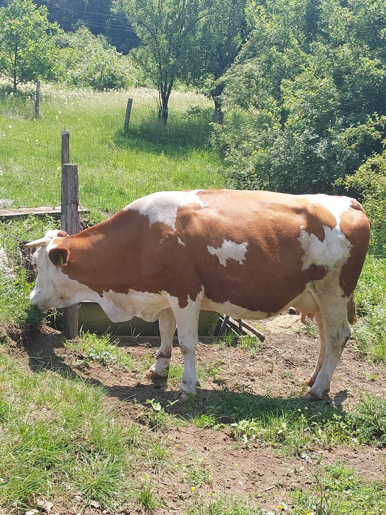 Baltata Romaneasca