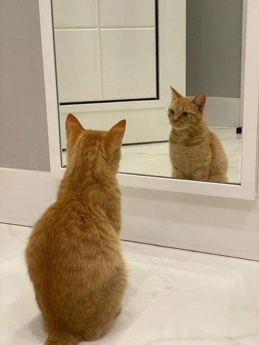 Котята малыши и взрослые даром