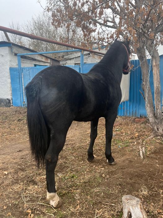 Продается жеребец 3летка