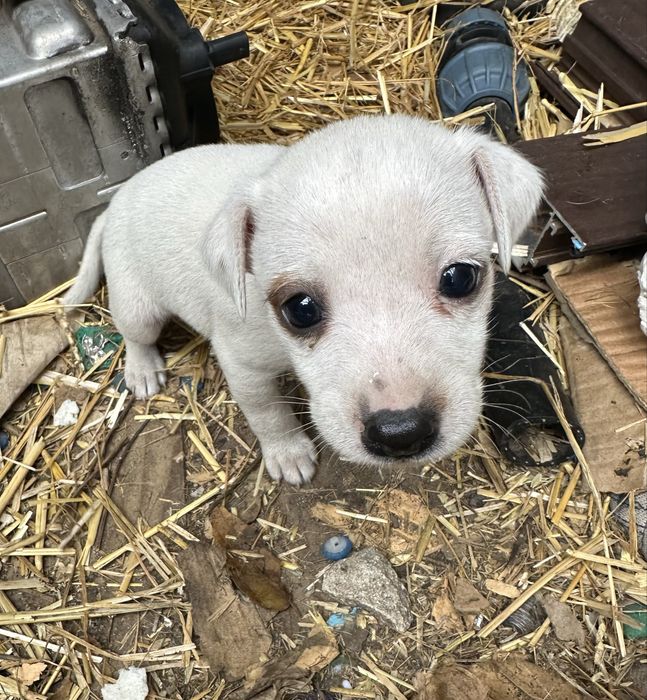 Джак ръсел 4 броя