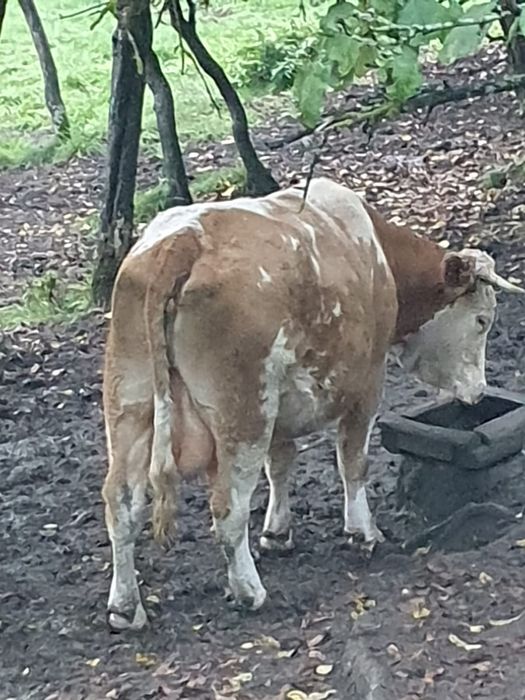 Vaca de sase ani