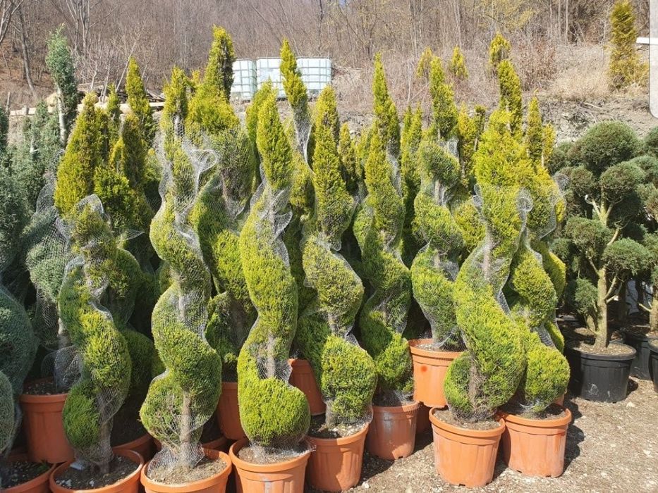 Vând tuia smaragd sau leylandii uriaș 4-5m/ gazon rulou