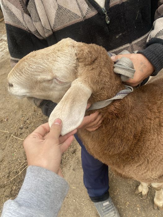 Qochqor qoy sotiladi