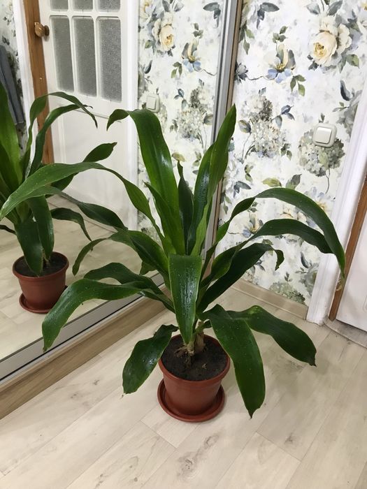 Продаются комнатные растенния