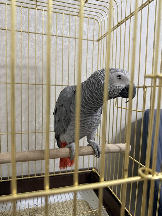 Жако сотилади 2 ёш