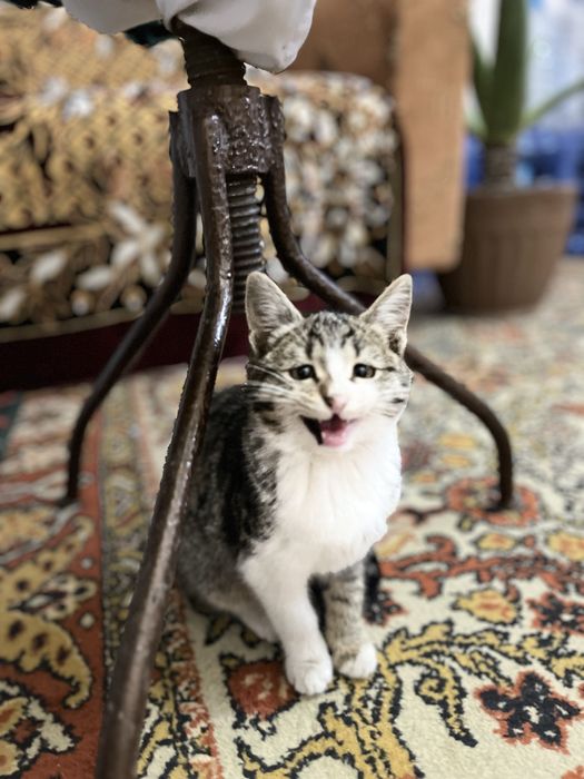 3/4 oylik mushuklar sotladi