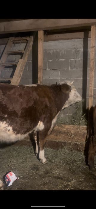 De vanzare baltata germana gestanta 4 luni