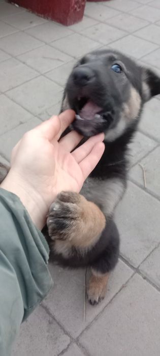 Отдам в добрые руки