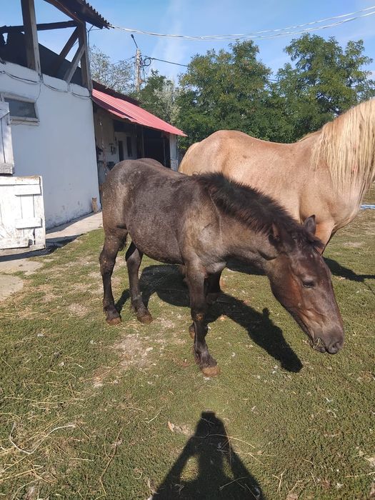 Iapa Gestanta mânza