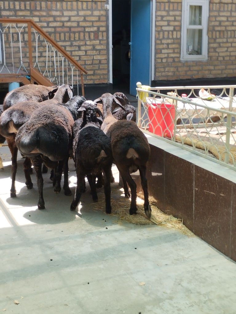 Xisori quylar ena bola aloxida yoki hamasi bir joyda sotaveraman