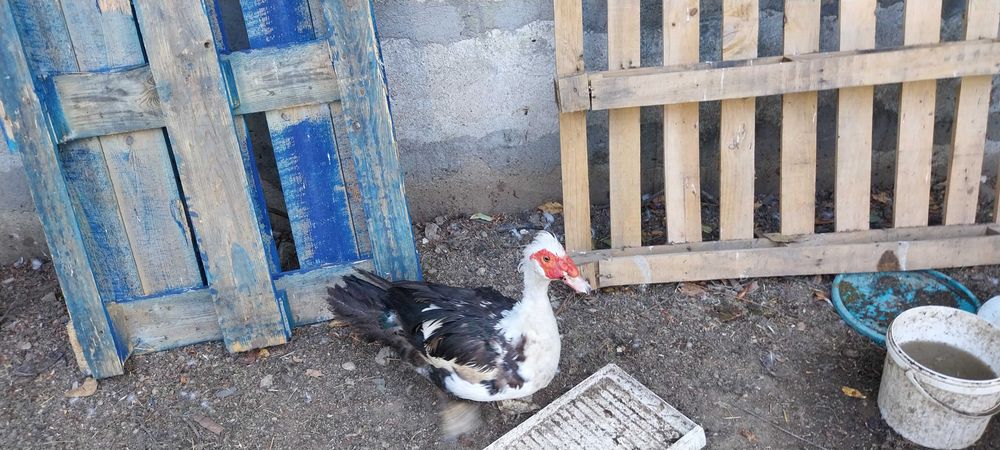 Ratoi Bio Rate Mute Lesesti