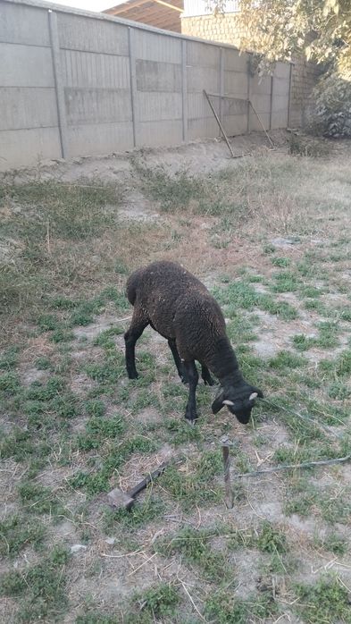 Куелар сотлади йэбичиши яхши