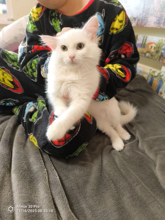 Подарявам коте с хигиенни навици