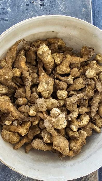 Продам корни топинамбура