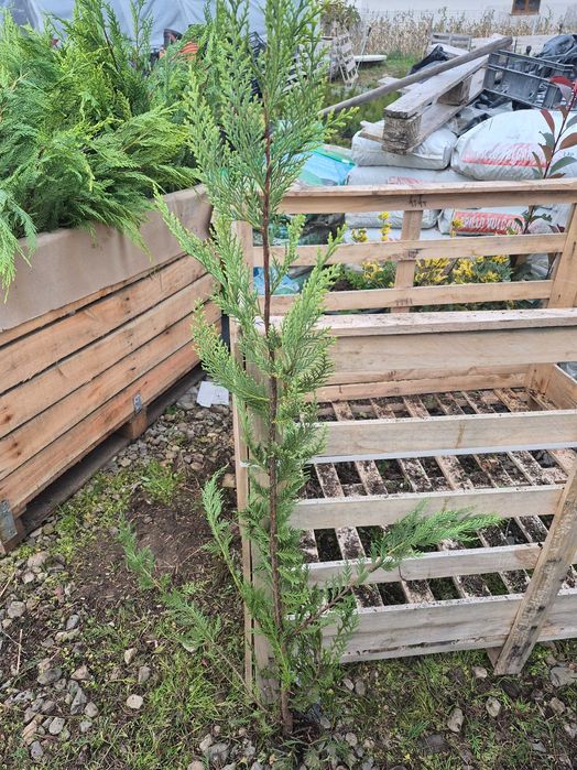 Leylandii 100-120cm
