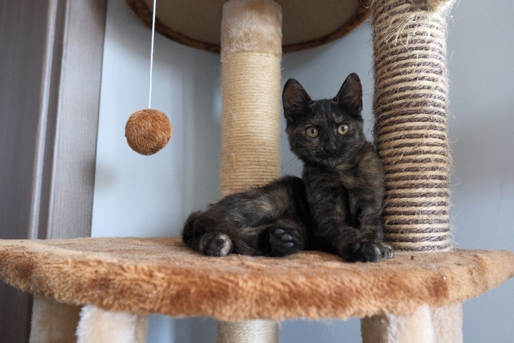 Котка за осиновяване