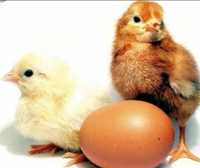 Инкубационные яйца бройлера из РФ