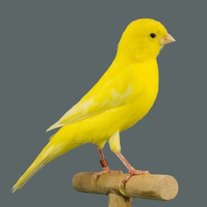 Продаются канарейки