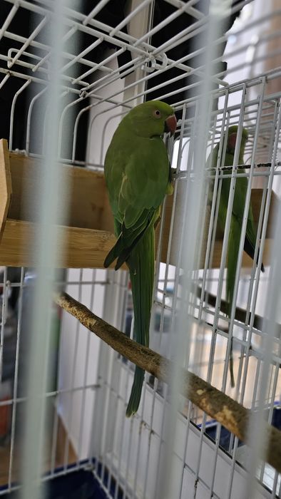 Papagal Micul Alexandru, impreuna cu colivie