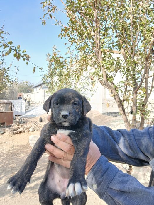 Pitbull bolalari sotiladi