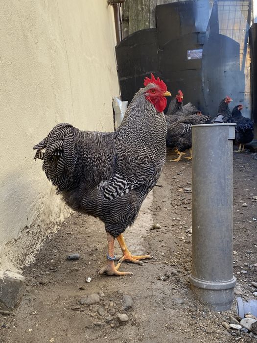Oua Plymouth Rock Barat