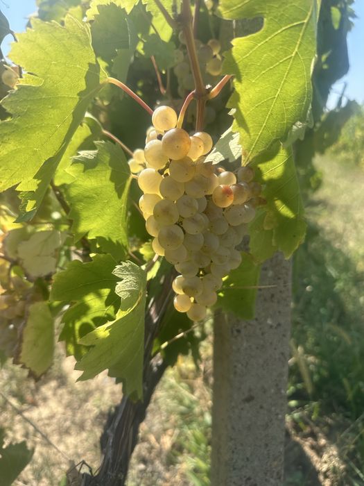 Struguri pentru vin!!