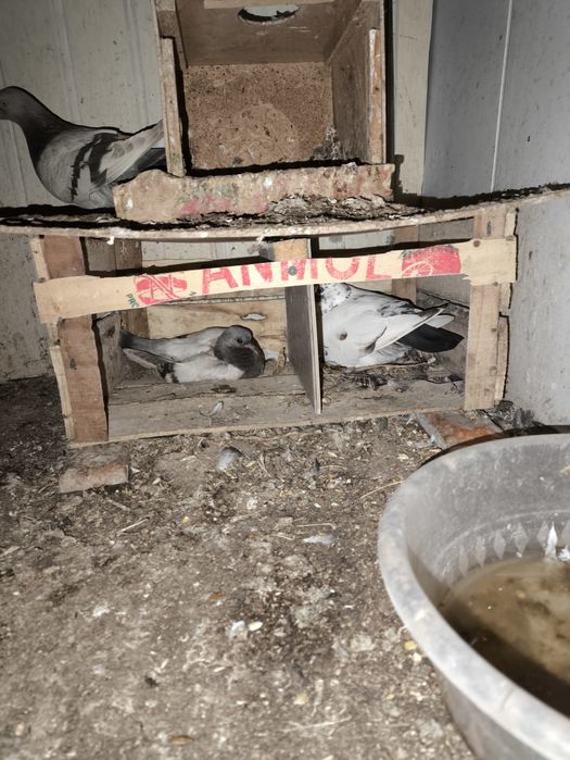 Qush:Kaptarlar sotiladi