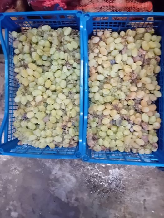 Vând struguri de vin