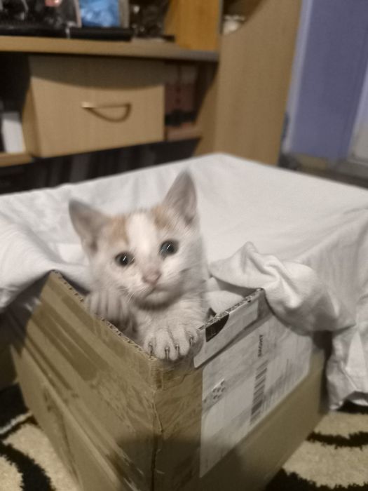 Котенце си търси спешно дом