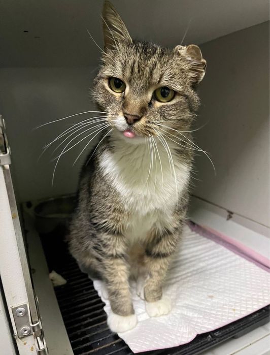 Pisicuta iubitoare, 3 ani jumate, vaccinata si sanatoasa